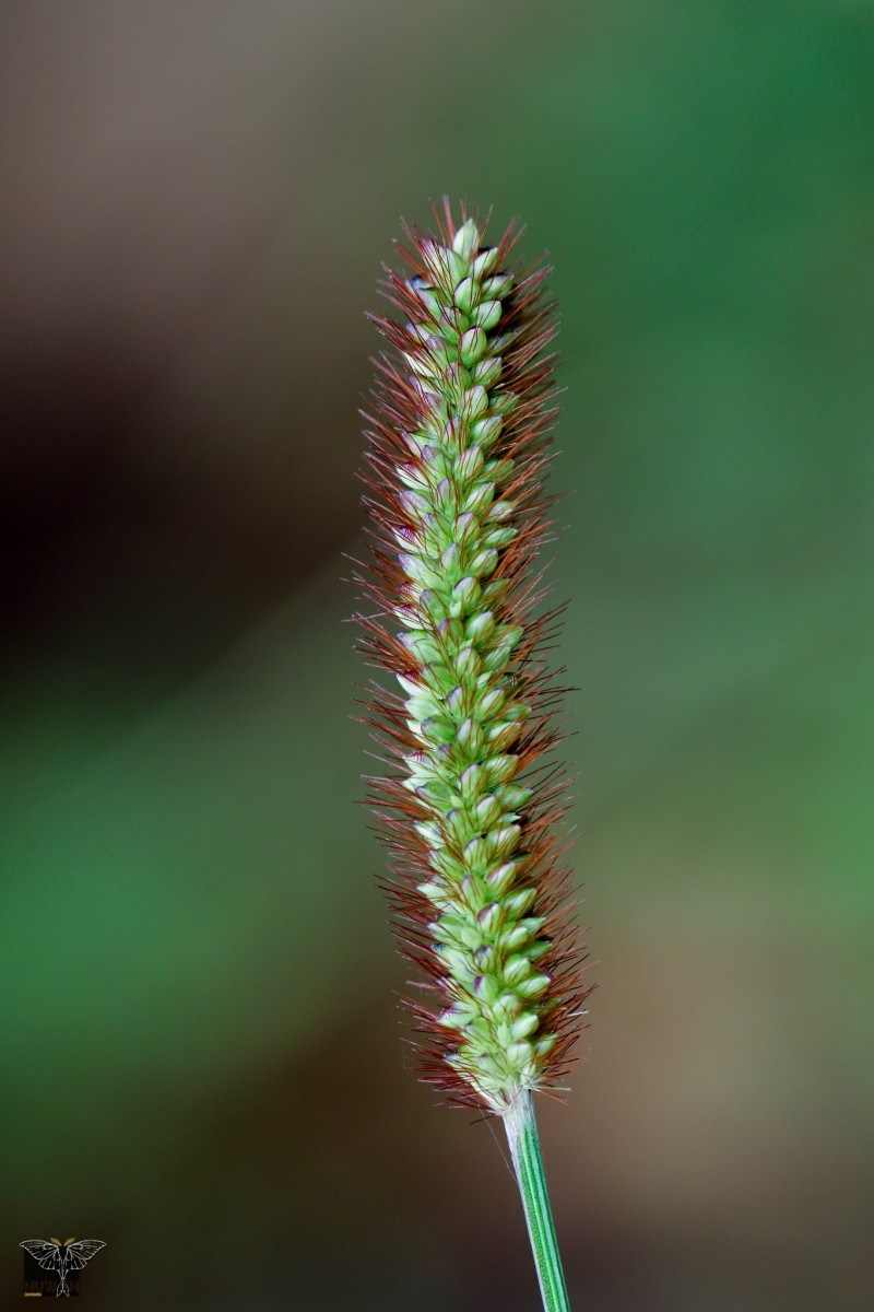 Setaria pumila (Poir.) Roem. & Schult.